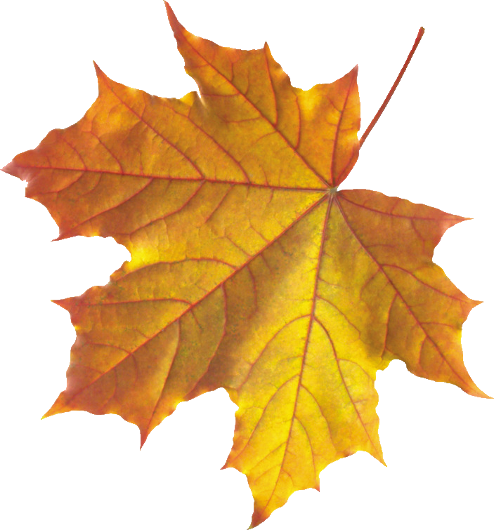 Shamrock Image